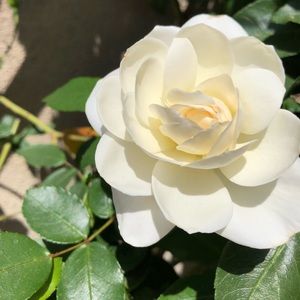 Meet your Posher, Reanna